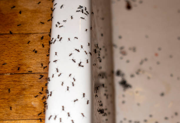 Insect Control in Cadott, WI