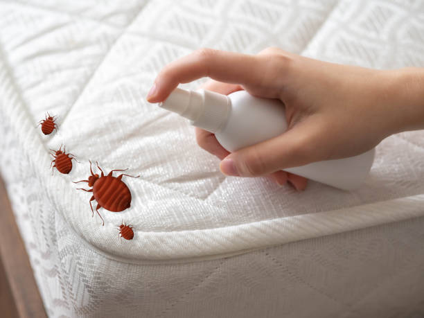 Best Insect Control  in Cadott, WI