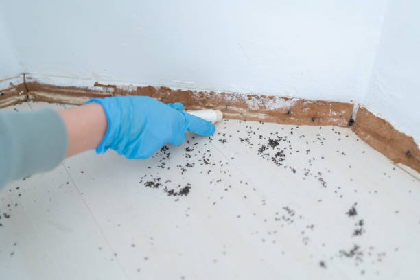 Best Cockroach Control Services  in Cadott, WI